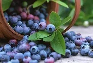 蓝莓什么时候成熟采摘上市季节,蓝莓什么时候成熟采摘上市季节