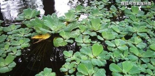 常见水生植物有哪些种类,浮叶植物