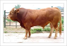 牛犊价格肉牛犊养殖湖北肉牛犊养殖基地浙江肉牛品种