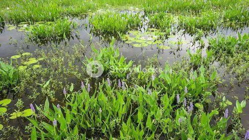 风车草可以水养吗,沼泽过滤耐阴挺水植物排行？