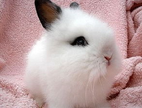 宠物熊猫兔 兔子 公主兔 小 白兔 猫猫 活体自家 