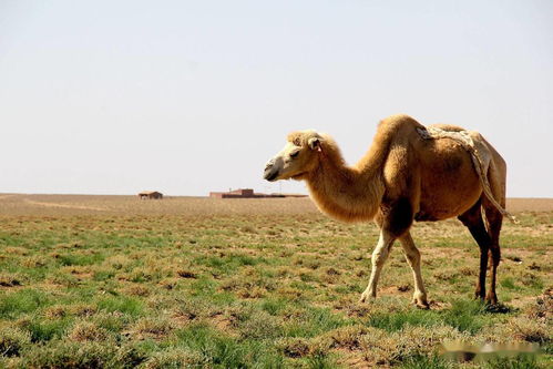 骆驼的驼组词骆驼的骆组词