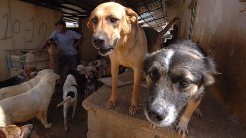 黎巴嫩爆发经济危机,无辜的狗狗成了发泄的对象