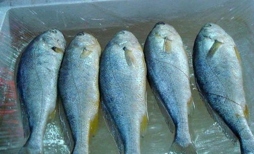 如何区分常见淡水鱼