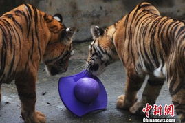 深圳野生动物园多举措丰容提高动物 幸福指数 