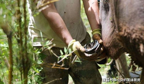 人类为什么要给马钉马掌,铁钉牢牢钉在马蹄上,马不疼吗