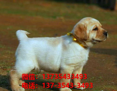 仙桃宠物狗犬舍出售纯种拉布拉多犬网上卖狗买狗地方在哪有狗市场