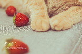 草莓与猫