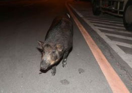 要去哪里 台一只小黑猪不睡觉逛街夜游 