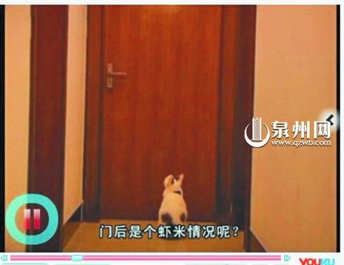 会开门的猫网络走红