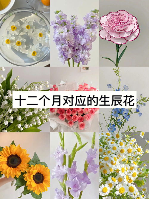 花拾记鲜花 送花指南 你的生日对应什么鲜花 