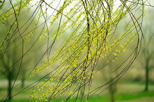 关于春天写柳树的诗句古诗