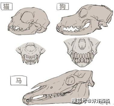 教你人类 动物牙齿的绘画技巧,教程非常简单,赶紧来看看叭