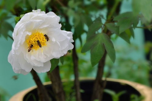 6月中旬期间,缘分和桃花随风而来,爱情说来就来的四大生肖