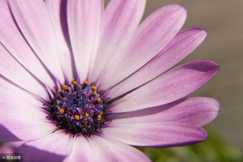 什么花的花语代表好运,带来好运的神秘之花，你了解多少？