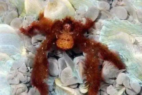 听说你爱吃螃蟹 但这些 怪异 的螃蟹,你肯定是没见过的