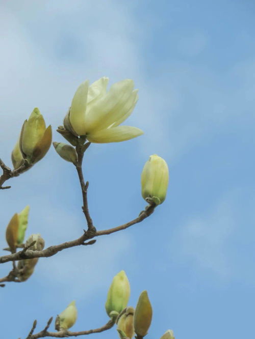 白玉兰树怎么养,白玉兰树的养护秘诀：让你的玉兰花开满枝头