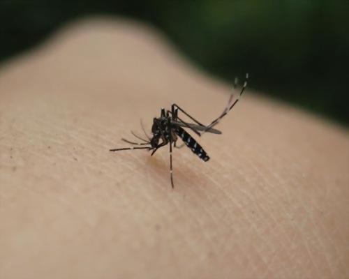 为什么只有母蚊子才吸血 