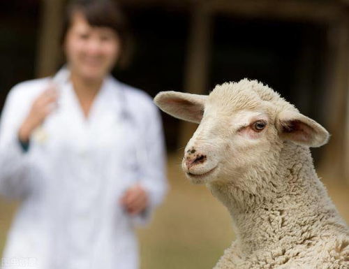 怎么判断羊是健康的 口腔检查