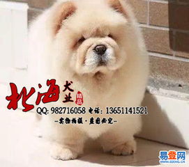 【北京松狮犬犬舍哪家好 纯种松狮犬的寿命大概有多长的图片】-东城 东城周边易登网