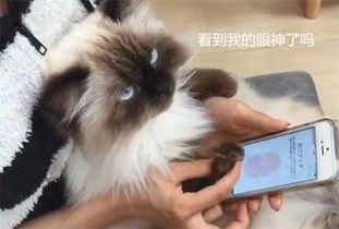 铲屎官给猫咪录指纹,惨遭猫主子白眼,你怕不是有点儿傻吧