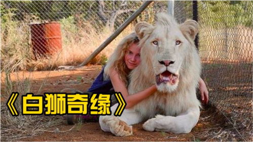 高分温情片 耗时3年的真实拍摄,女孩把狮子当宠物养,周围人却害怕不已 