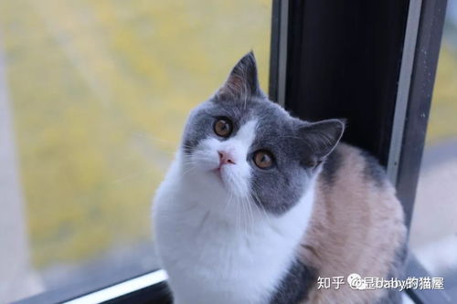 家有一只长毛猫,请问怎么避免猫猫掉毛 掉下的毛该怎么打理 