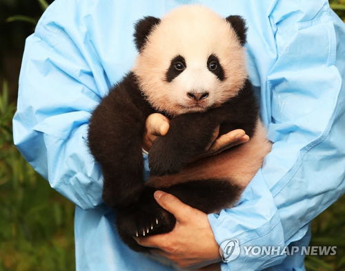 福宝 到 首只在韩诞生大熊猫宝宝有名字了 