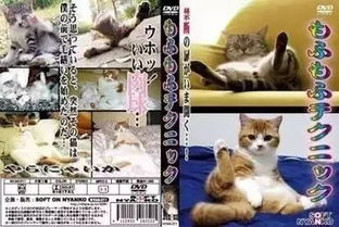 日本的那个行业终于对猫咪下手了,暗访 地下猫色 场所内幕震惊网络 