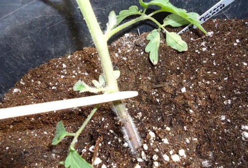 室内盆栽植物烂根会有什么症状,要怎么挽救这些烂根的植物