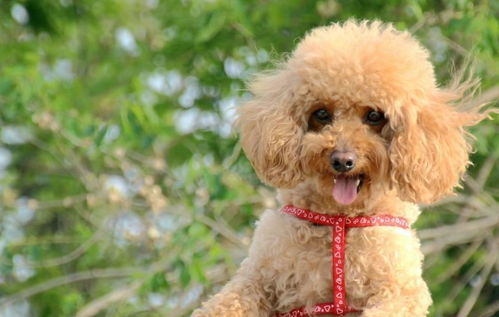 不服不行 世界上最长寿的狗狗, 中国本地犬占了一半 