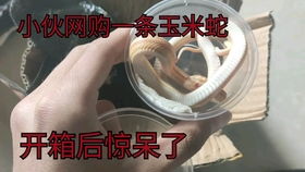 这个经典偶像剧里的名字居然被用来当爬宠的花名,一期简单喂食和名字介绍,活体饲料慎入