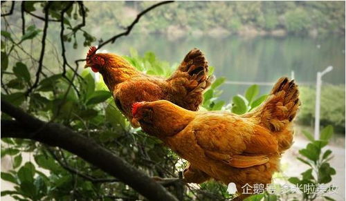 再熬三天,生肖鸡最大的贵人就要出现了,土鸡变凤凰