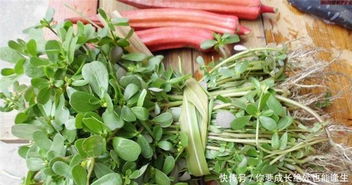 农村野菜虽好,但也不能随便吃,吃这3种野菜得注意了 