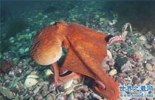 世界上最大的章鱼，北太平洋巨型章鱼(重达272公(世上最大的章鱼是什么鱼)