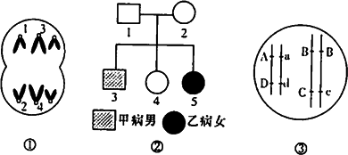 对同源染色体的正确描述是 A.一个来自父方.一个来自母方 B. 间期复制的染色体 C.联会时两两配对的染色体 D.遗传信息完全相同的染色体