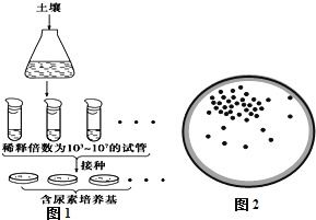 尿素是一种重要的农业肥料,但若不经细菌的分解,就不能更好地被植物利用.土壤中的某些微生物对尿素具有有分解作用,请就图1所示土壤中的尿素分解菌的分离与计数实验分析回答 