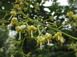 梧桐树花怎么吃,梧桐树花的绝美吃法，香气四溢，健康又美味！