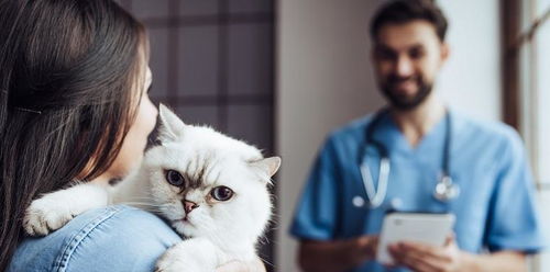 家养公猫不打疫苗可以绝育吗
