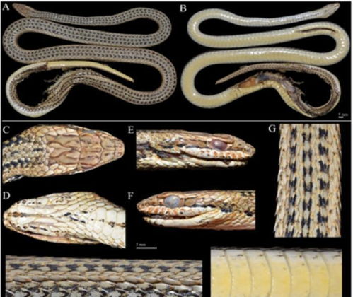 新疆发现的蛇类新种 花条蛇速度堪比 百米飞人 
