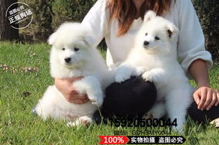 广州什么地方卖萨摩耶犬 纯种萨摩耶多少钱一只 华昇狗场