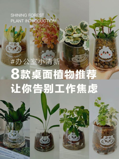 这8款高颜值桌面植物让你的工位与众不同 