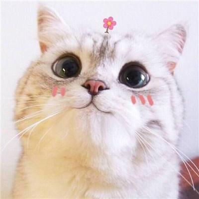 可爱小猫头像高清 信息图文欣赏 信息村 K0w0m Com
