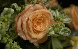 20朵香槟玫瑰的花语,20朵香槟玫瑰搭配珍珠花语和寓意是什么
