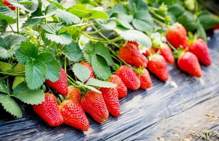 红色的宝石：草莓的惊人营养
