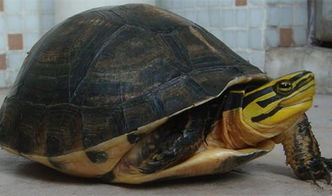 安布闭壳龟的保护级别 
