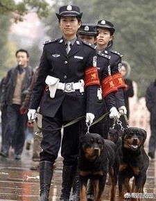 警犬巡逻队游戏攻略完攻略,《警犬巡逻队》游戏攻略