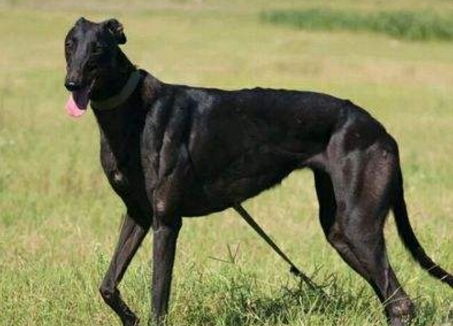 此犬是跑得最快的犬,时速最高可达70公里,也是公认的优秀猎犬