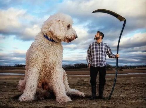 为什么同样是贵宾犬,而巨型贵宾犬却遭嫌弃 原因有6个