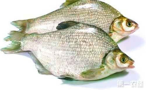 2017年5月16日武汉白沙洲水产市场花鲢白鲢草鱼鳊鱼鲫鱼批发价格